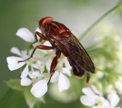 Hammerschmidtia ferruginea