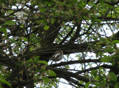 Ficedula hypoleuca