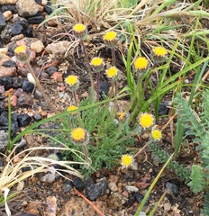 Erigeron compositus