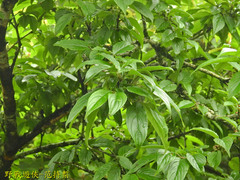 Rhamnus nakaharai
