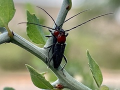 Stenosphenus dolosus