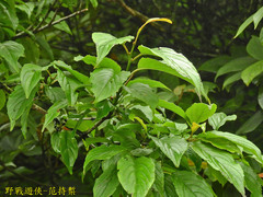 Rhamnus nakaharai