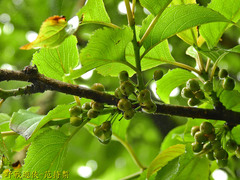 Rhamnus nakaharai