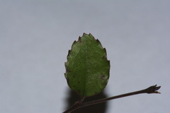 Nothofagus × solfusca