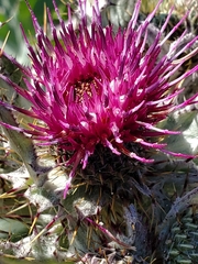 Cirsium douglasii