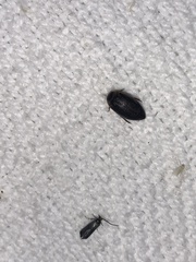 Coptotomus longulus lenticus
