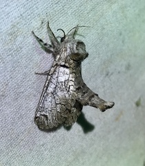 Inguromorpha basalis