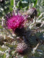 Cirsium douglasii