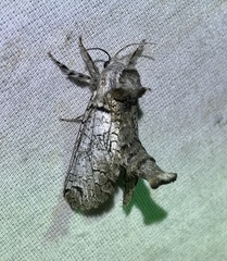 Inguromorpha basalis