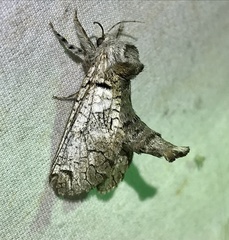 Inguromorpha basalis