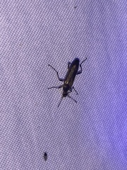 Cephaloon lepturides