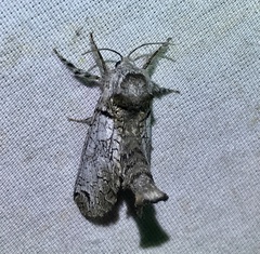 Inguromorpha basalis