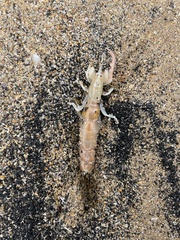 Gilvossius tyrrhenus