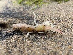 Gilvossius tyrrhenus