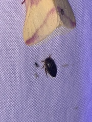 Coptotomus longulus lenticus