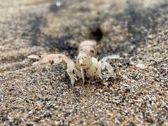 Gilvossius tyrrhenus