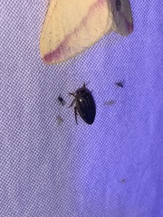 Coptotomus longulus lenticus