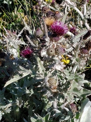 Cirsium douglasii