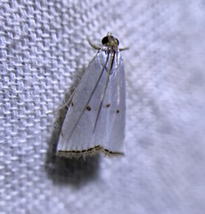 Argyria gonogramma