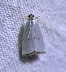 Argyria gonogramma