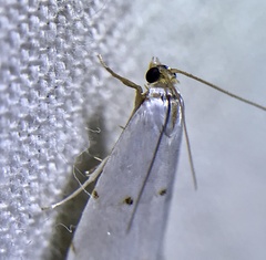 Argyria gonogramma