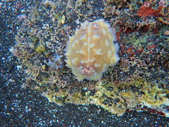 Asteronotus cespitosus