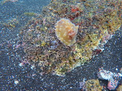 Asteronotus cespitosus