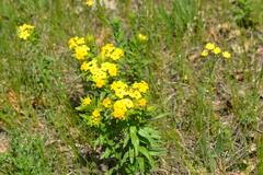 Lithospermum caroliniense croceum