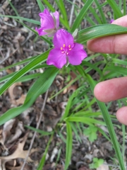 Tradescantia bracteata
