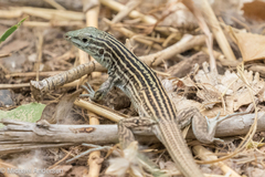 Aspidoscelis neomexicanus