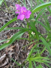 Tradescantia bracteata