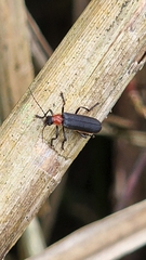 Lycocerus