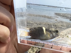 Chrysiptera biocellata