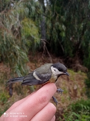 Parus major