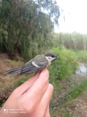 Parus major