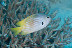 Pomacentrus nigromarginatus