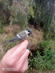 Parus major