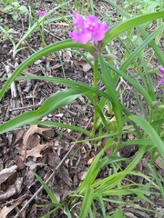 Tradescantia bracteata