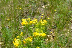 Lithospermum caroliniense croceum