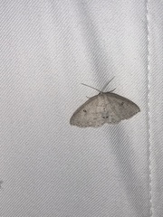Cyclophora pendulinaria