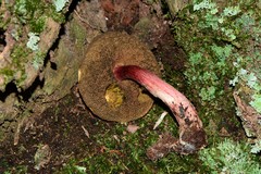 Boletus barragensis