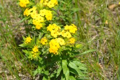 Lithospermum caroliniense croceum