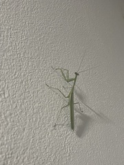 Stagmomantis theophila