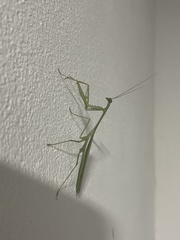 Stagmomantis theophila