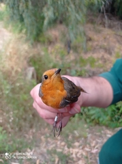 Erithacus rubecula
