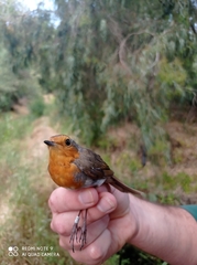 Erithacus rubecula