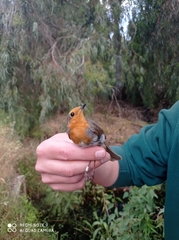 Erithacus rubecula