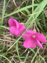 Oxalis bowiei