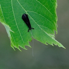Mystacides sepulchralis
