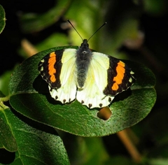 Eroessa chiliensis